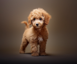 Poodle Puppies For Sale Seaside Pups